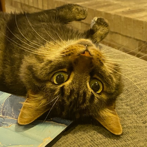 Meet your Posher, Sara - Picture 6 of 9